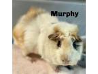 Adopt Murphy 240336 a Guinea Pig