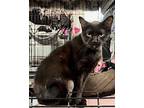 Mommas Domestic Shorthair Adult Female