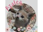 Azalea Domestic Shorthair Kitten Female