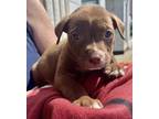 Adopt Sam a Pit Bull Terrier, Labrador Retriever