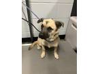 Adopt George a Pug, Jack Russell Terrier