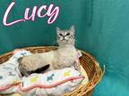 Lucy Siamese Adult Female