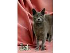 Adopt Jack 30219 a Domestic Short Hair