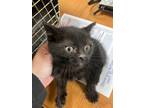 Adopt Inky 123657 a Domestic Short Hair