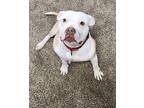 Cynthia American Pit Bull Terrier Young Female