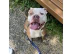 Adopt Chaos a Pit Bull Terrier