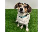 Adopt Chawnseler a Beagle