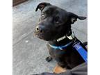 Adopt Veggie Spring Roll a Pit Bull Terrier, Mixed Breed
