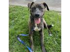 Adopt Kruger a Pit Bull Terrier, Mixed Breed