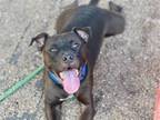 Adopt COAL a Pit Bull Terrier, Mixed Breed