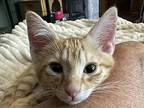 Peanut Domestic Shorthair Young Male