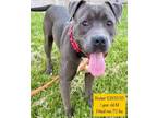 Adopt Bruiser a Pit Bull Terrier, Hound