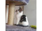 Harrison Domestic Shorthair Kitten Male