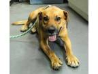 Adopt Leap a Black Mouth Cur, Mixed Breed