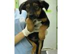 Adopt Luthor a Terrier, Black Mouth Cur