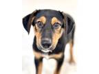 Adopt Lance a Terrier, Black Mouth Cur