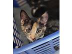 72027A Toothless-PetSmart West Ashley Domestic Shorthair Kitten Female