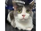 Adopt Bandit a Domestic Short Hair