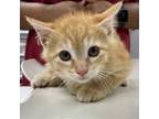 Adopt Sid a Domestic Short Hair