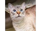 Adopt Frosty a Siamese, Domestic Short Hair