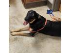 Adopt Hart 080201R 1 a Labrador Retriever