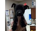 Adopt Waylon- 050801S a Pit Bull Terrier