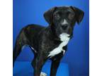 Adopt Duggie- 030608S a Pit Bull Terrier