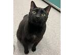 Smudge Domestic Shorthair Adult Male
