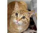 Eric Domestic Shorthair Young Male
