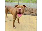 Adopt 55877497 a Pit Bull Terrier, Mixed Breed