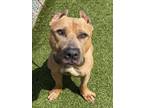 Adopt SCRAPPY DOO a Pit Bull Terrier