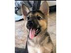 Aloha German Shepherd Dog Adult Female