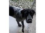 Lucky German Shorthaired Pointer Adult Female