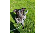 Adopt Leo a Cattle Dog, Mixed Breed