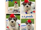Yorkshire Terrier Puppy for sale in Nacogdoches, TX, USA