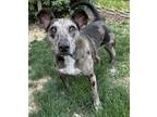 Adopt Burrito a Cattle Dog, Mixed Breed