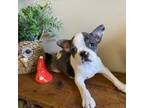 Boston Terrier Puppy for sale in Athens, WI, USA