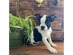 Boston Terrier Puppy for sale in Athens, WI, USA