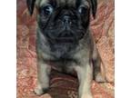 Pug Puppy for sale in New Auburn, WI, USA