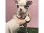 Boston Terrier Puppy for sale in Juneau, WI, USA