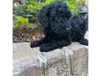 Poodle (Toy) Puppy for sale in Greensboro, NC, USA