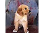 Golden Retriever Puppy for sale in Udall, KS, USA