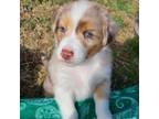 Red merle male