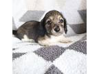 Dachshund Puppy for sale in Boswell, IN, USA