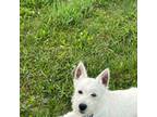 West Highland Terrier Male