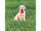 AKC Yellow Female Lab