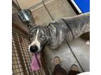 Adopt Louie a American Staffordshire Terrier, Husky