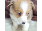 Pembroke Welsh Corgi Puppy for sale in Mills, NE, USA
