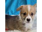 Pembroke Welsh Corgi Puppy for sale in Mills, NE, USA