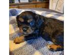 Cavalier King Charles Spaniel Puppy for sale in Perkins, OK, USA